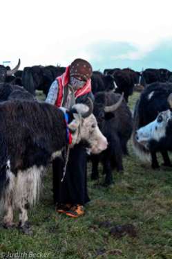 Yaks