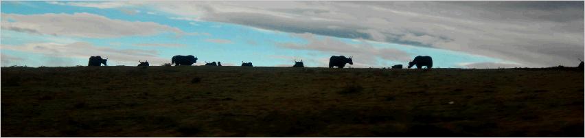 Yaks auf der Weide